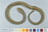 藏品(臭青公)的圖片